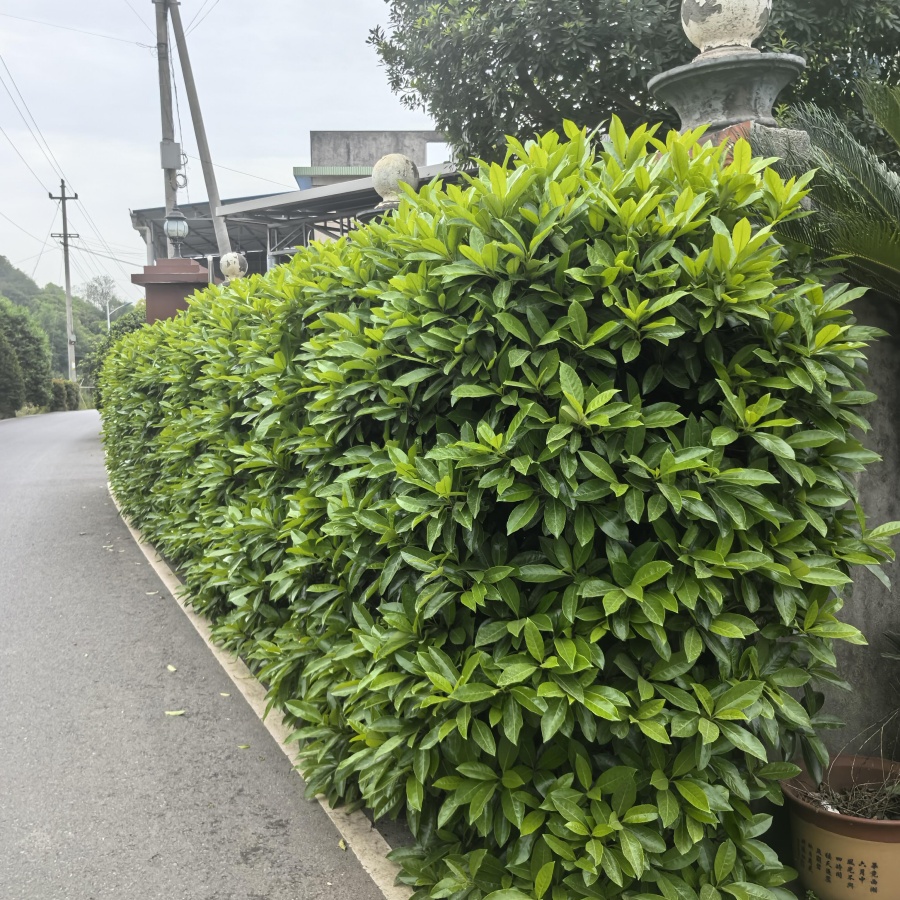 法國冬青3.jpg