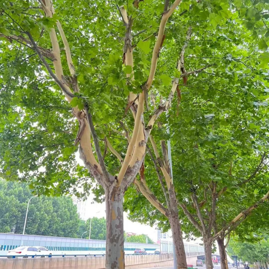 法桐5.jpg