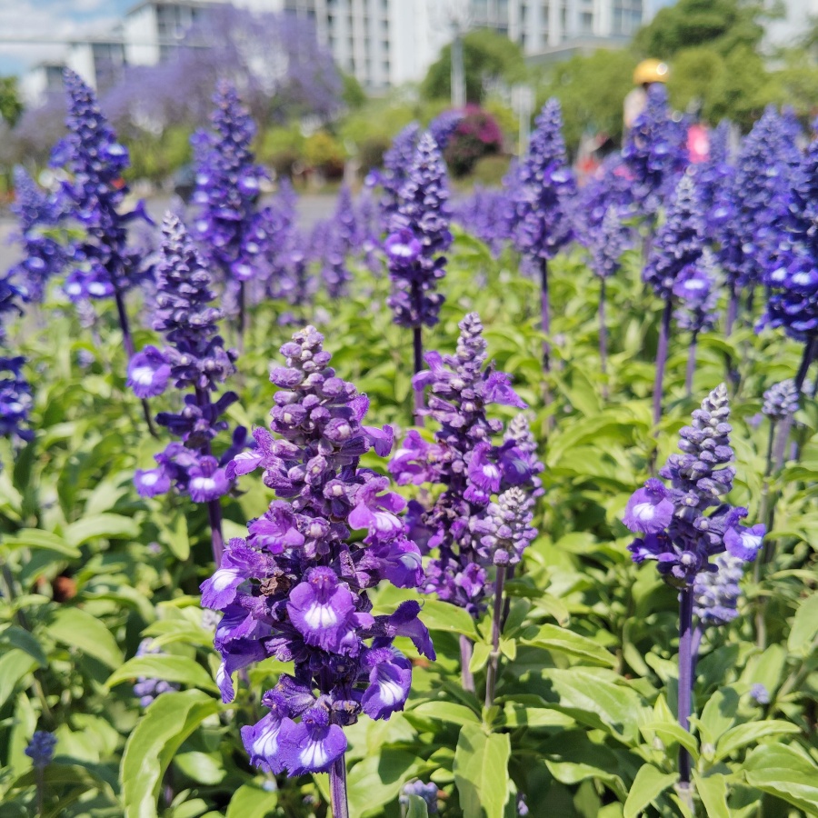 芳香鼠尾草2.jpg