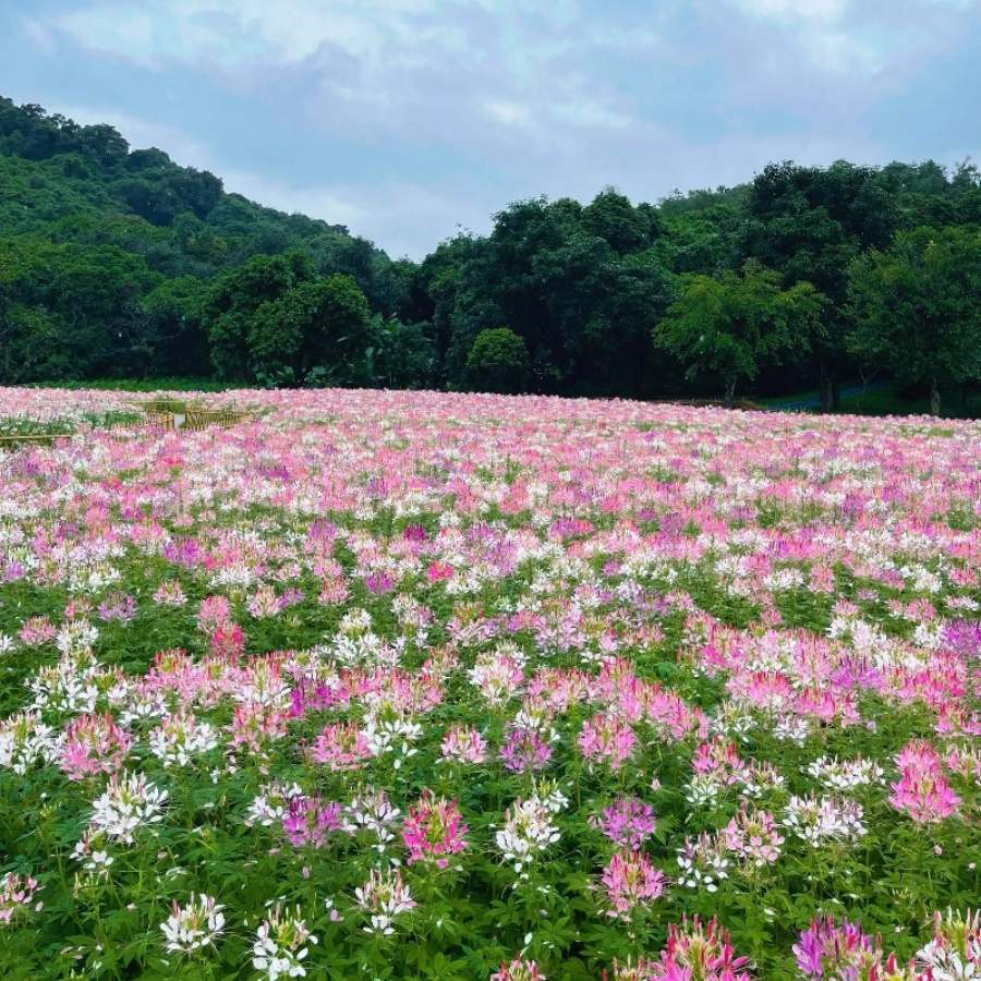 粉红醉蝶花11.jpg