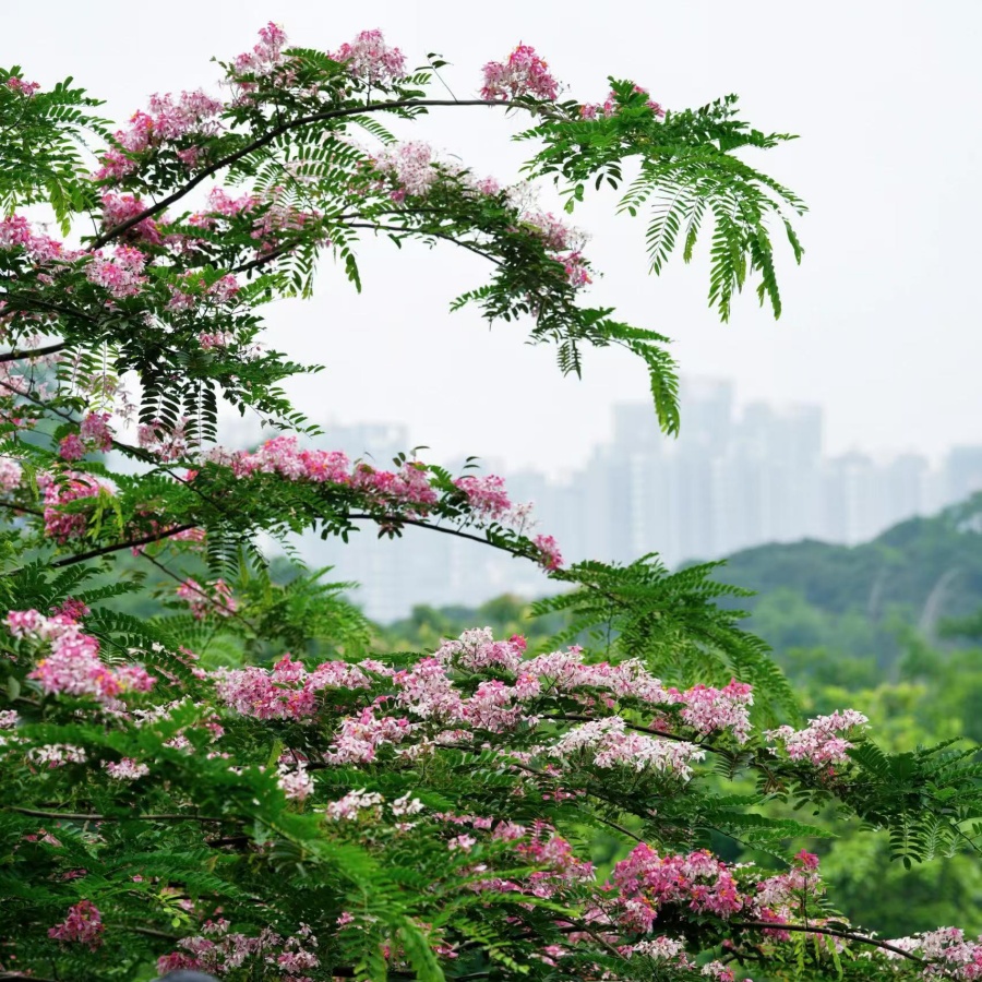 粉花山扁豆4.jpg
