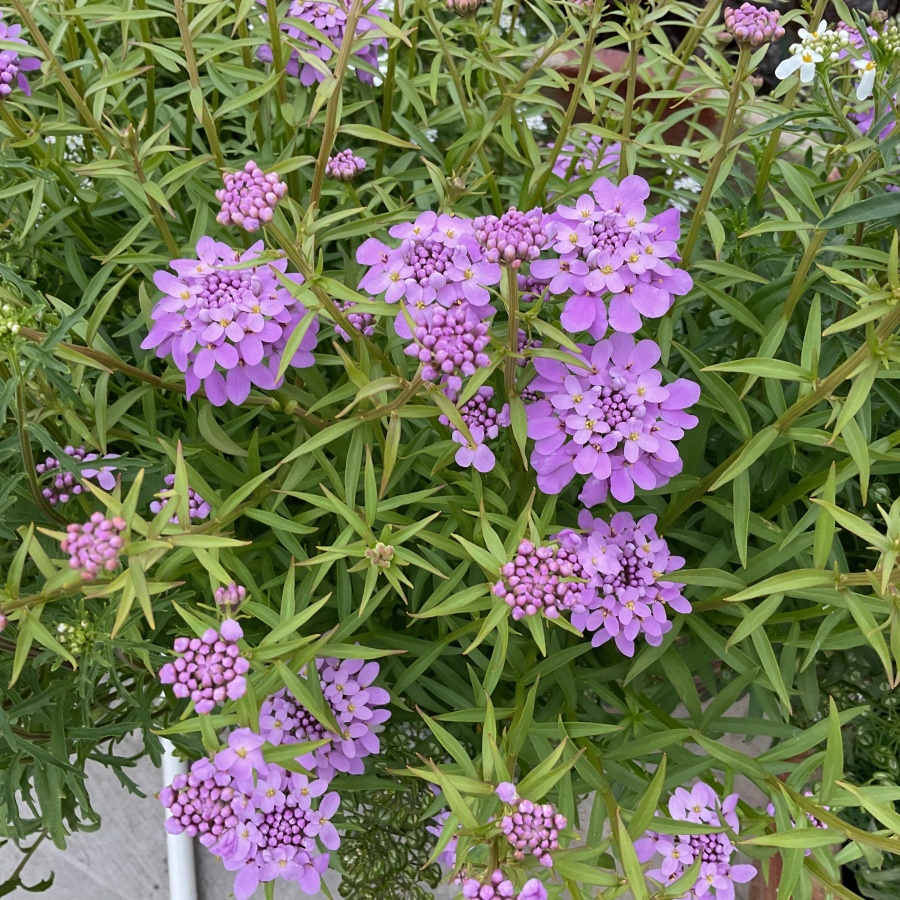 蜂室花5.jpg