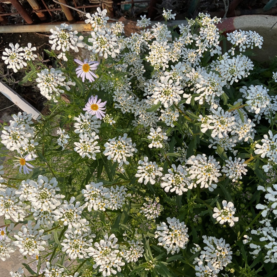 蜂室花6.jpg
