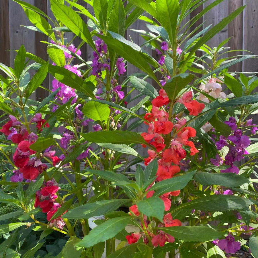 鳳仙花7.jpg