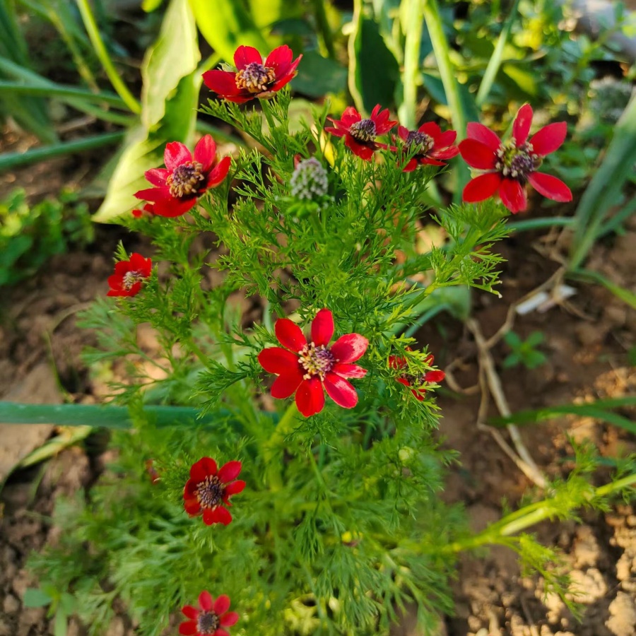 福壽花3.jpg