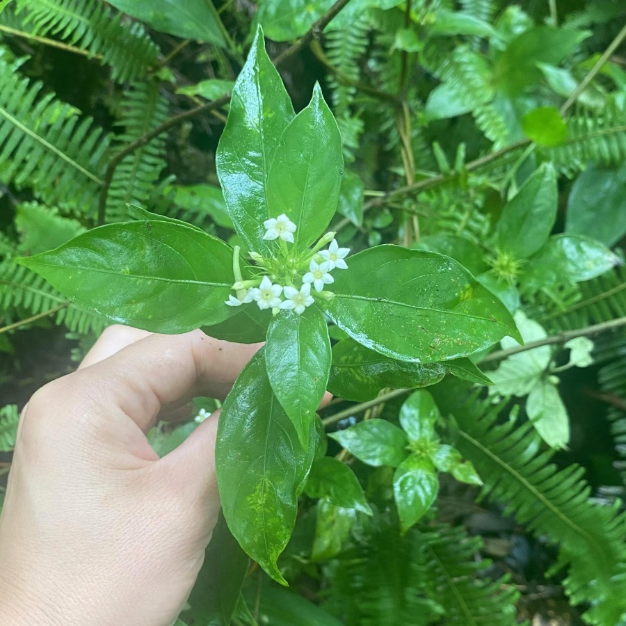甘草3.jpg