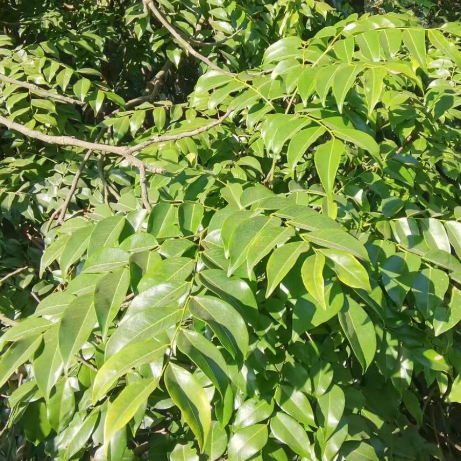 格木4.jpg