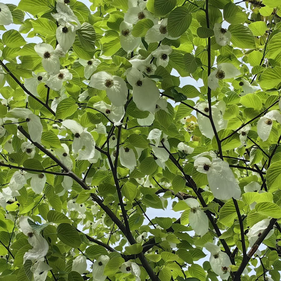 珙桐4.jpg