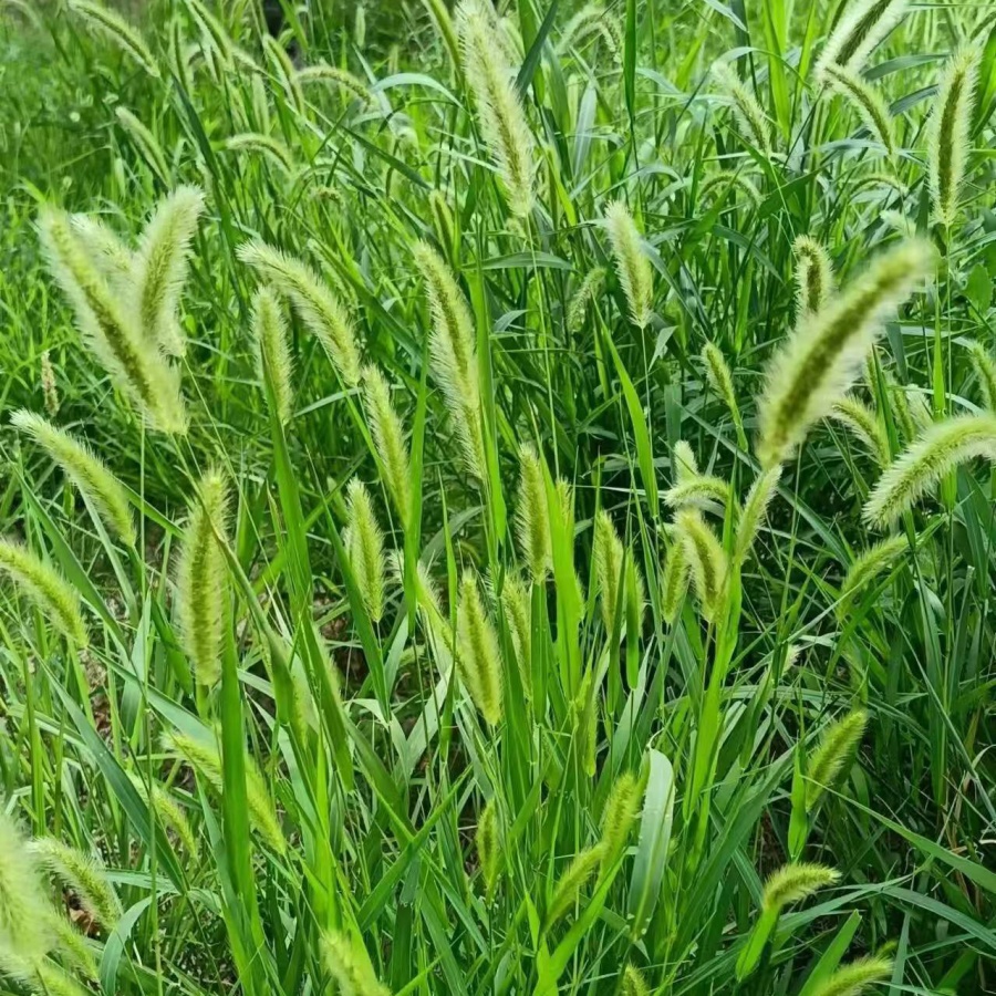 狗尾草3.jpg