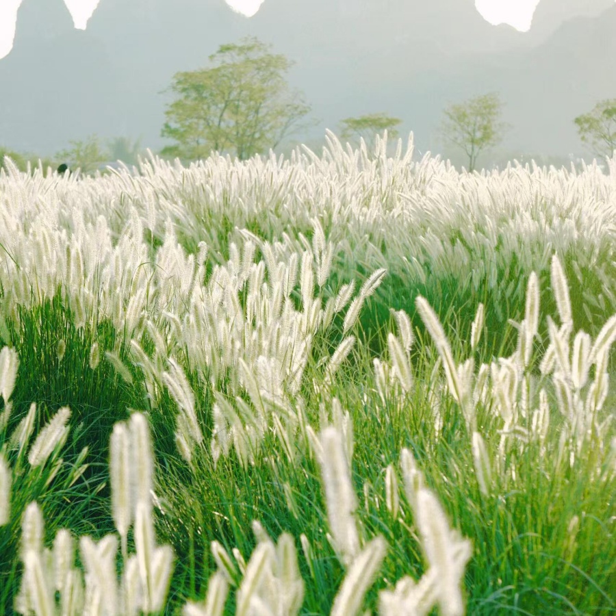 狗尾草4.jpg