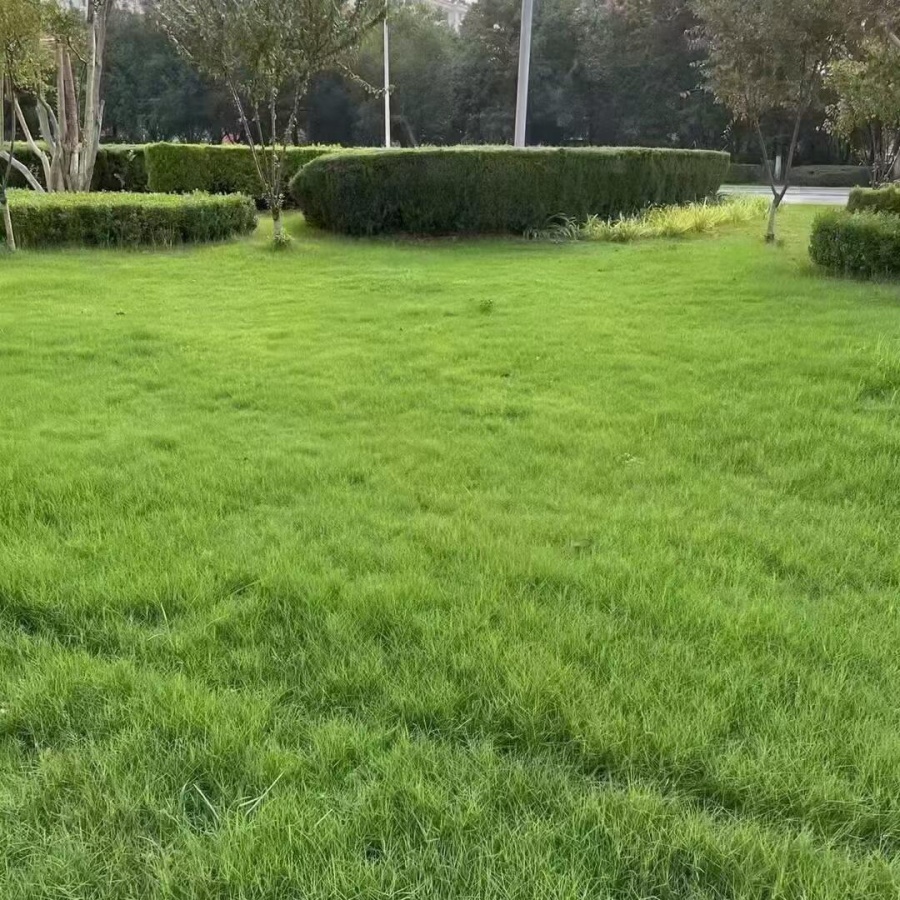 狗牙根2.jpg