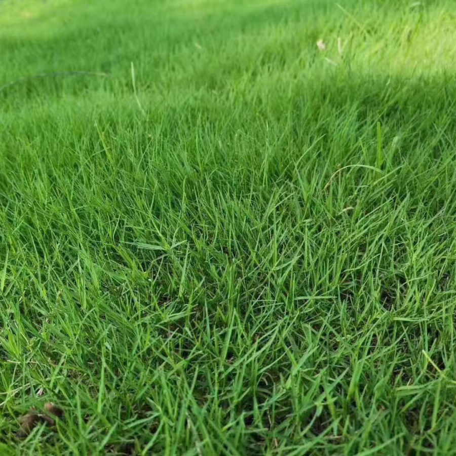 狗牙根3.jpg