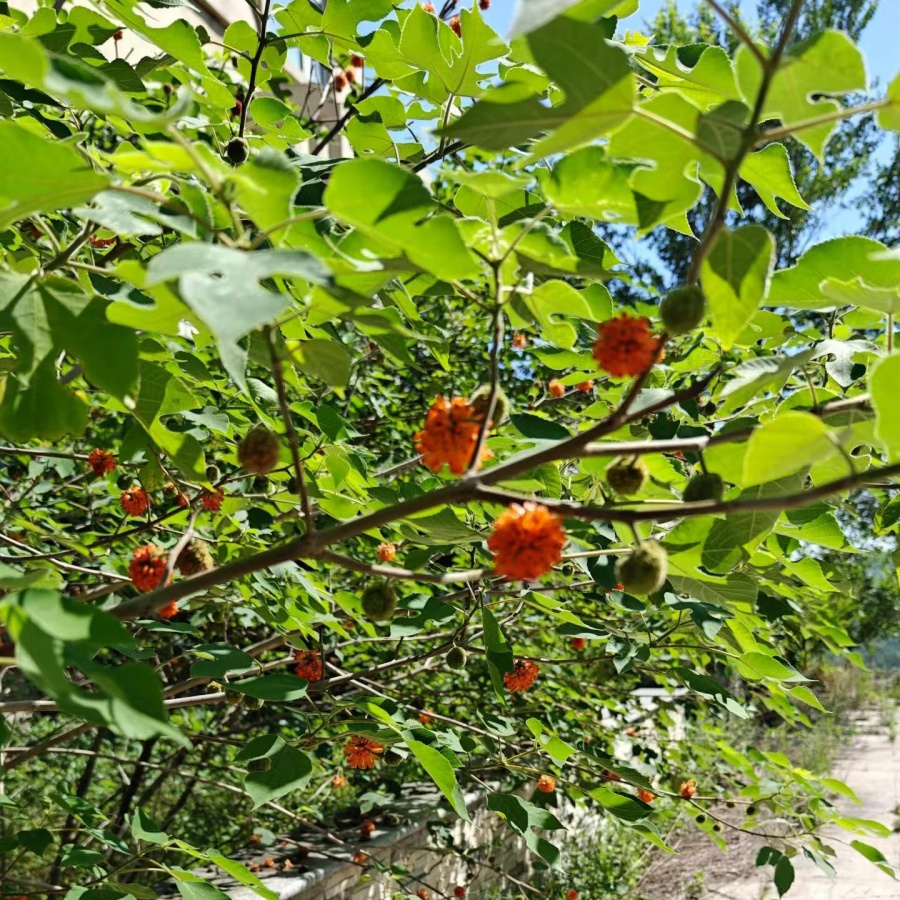 构树4.jpg