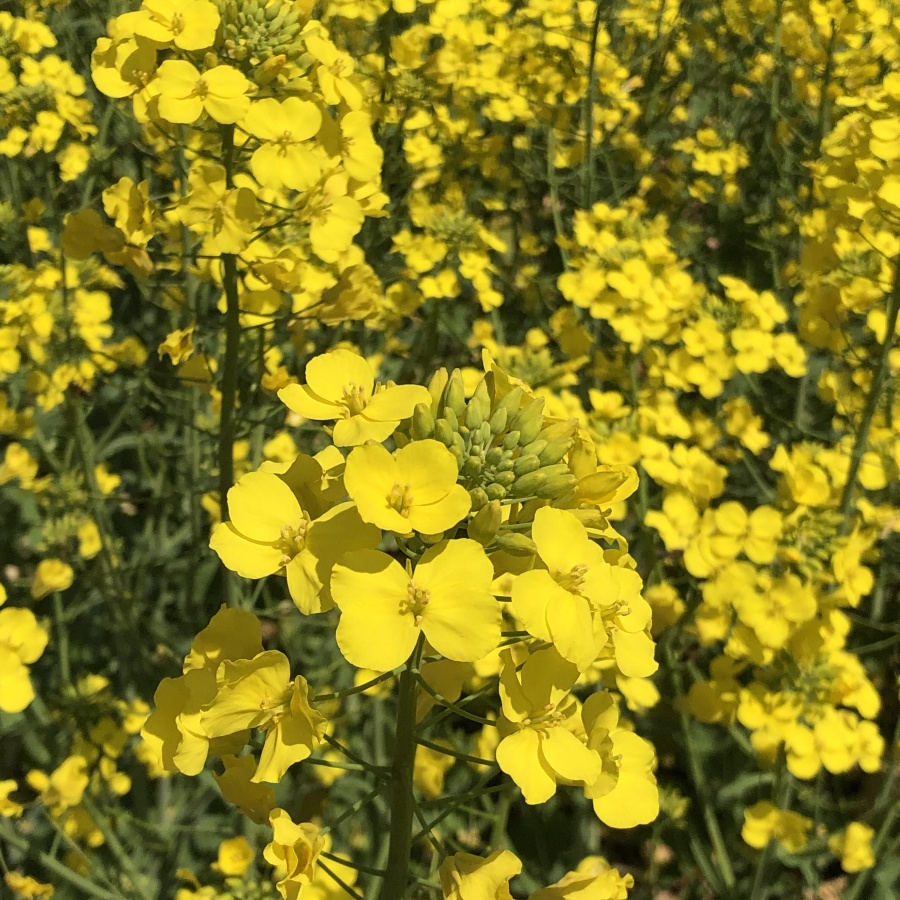油菜花.jpg