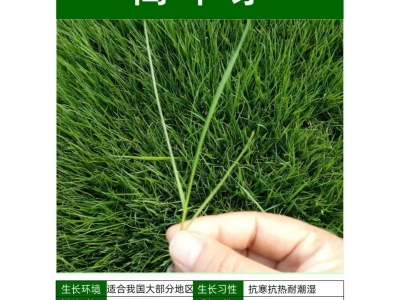 高羊茅种子,高羊茅草坪草籽,草坪种子
