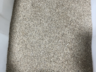 高羊茅种子,高羊茅草籽种子,草籽种子