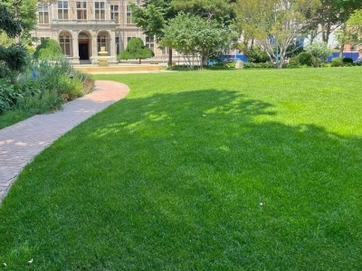 高羊茅种子,高羊茅草籽种子,草籽种子