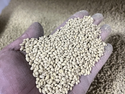 高羊茅种子