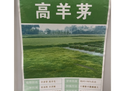 高羊茅种子,高羊茅草籽种子,草坪草皮种子