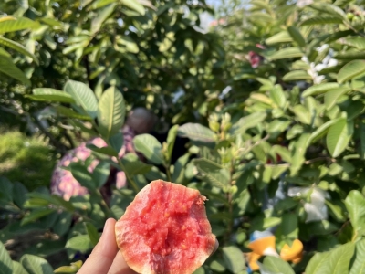 芭乐种子,种子