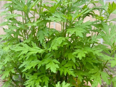 艾草种子,种子