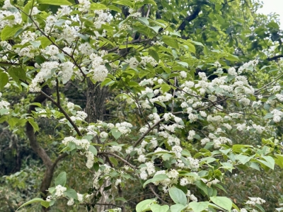 白檀