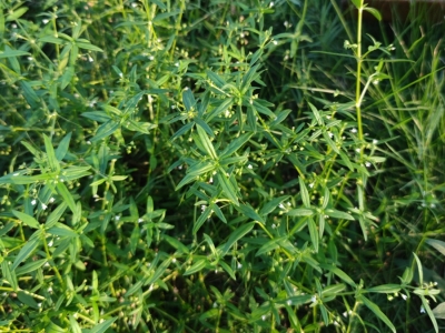 白花蛇舌草种子,种子