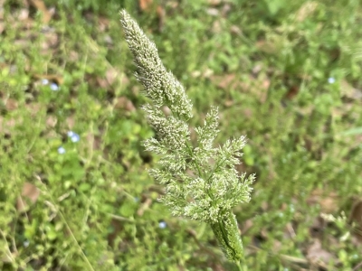 棒棒草