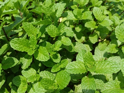 薄荷