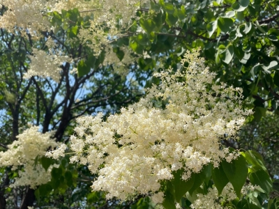 暴马丁香