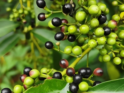 毕澄茄