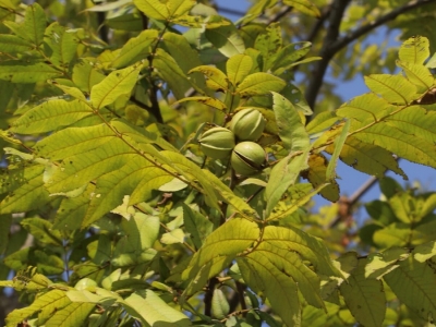 碧根果