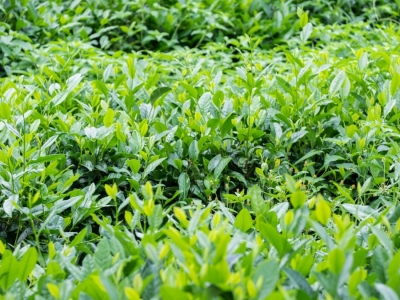 茶树