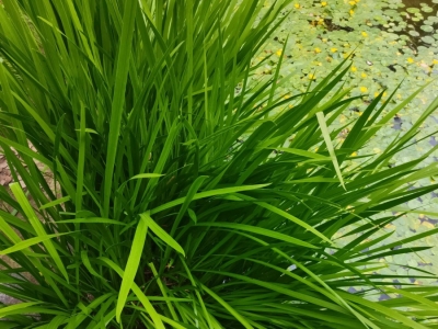 菖蒲种子,种子