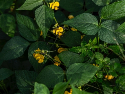 赤小豆