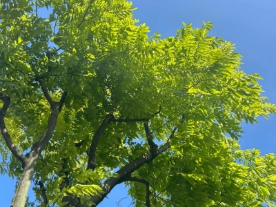 大果榉树