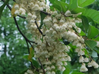 杜英小