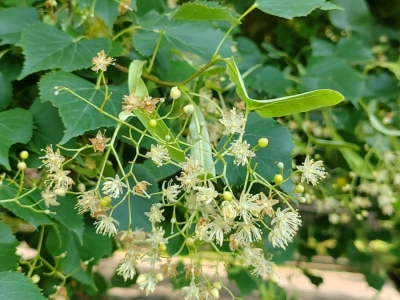 椴树