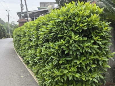 法国冬青