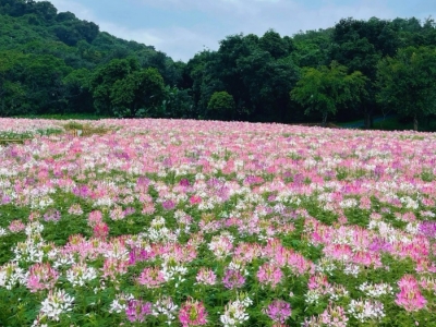 粉红醉蝶花种子,种子