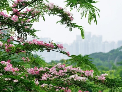 粉花山扁豆