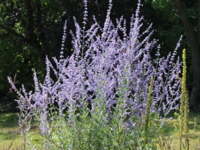 粉花鼠尾草种子,种子