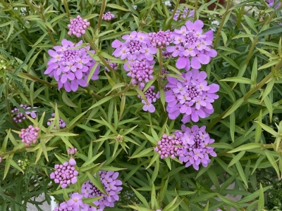 蜂室花种子,种子