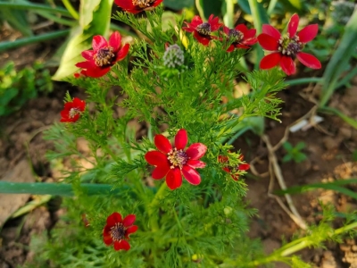 福寿花种子,种子
