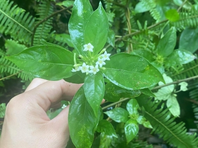 甘草种子,种子