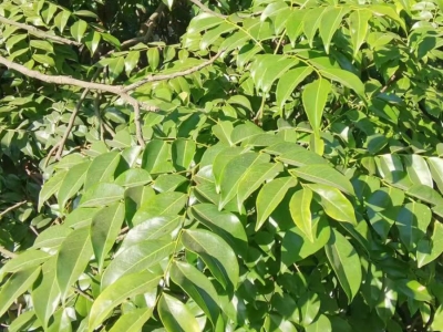 格木