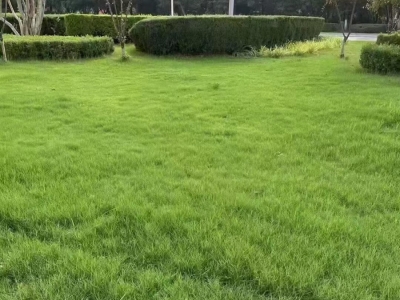狗牙根种子,种子