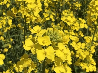 观赏油菜花种子,种子