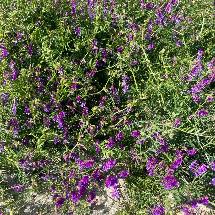 光叶紫花苕7.jpg