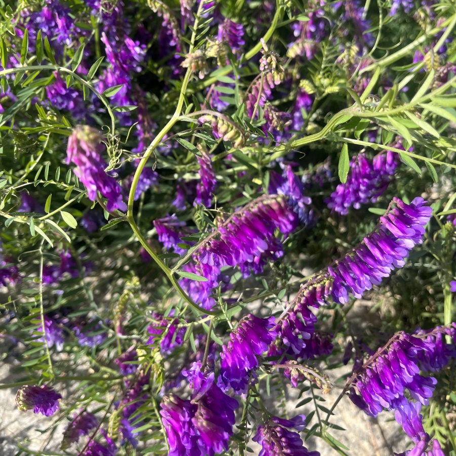 光叶紫花苕6.jpg